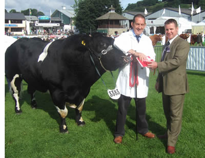 Ballygrange Alex 1st prize class 511 and Reserve Supreme Champion